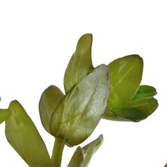 Живое аквариумное растение Bacopa caroliniana - Бакопа каролинская цена и информация | Аквариумные растения и декорации | pigu.lt