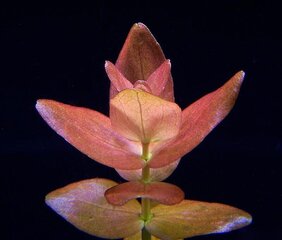 Живое аквариумное растение Бакопа Колората -Bacopa caroliniana Colorata / Bacopa sp. Colorata цена и информация | Аквариумные растения и декорации | pigu.lt