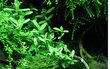 Gyvas akvariumo augalas Bacopa monnieri Compact kaina ir informacija | Akvariumo augalai, dekoracijos | pigu.lt