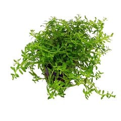 Живое аквариумное растение Ротала зелёная - Rotala rotundifolia Green цена и информация | Аквариумные растения и декорации | pigu.lt