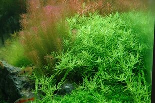 Gyvas akvariumo augalas Rotala rotundifolia Green kaina ir informacija | Akvariumo augalai, dekoracijos | pigu.lt