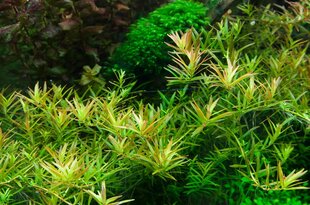 Gyvas akvariumo augalas Rotala vietnam H'ra kaina ir informacija | Akvariumo augalai, dekoracijos | pigu.lt