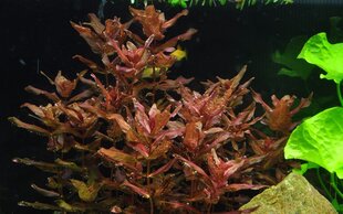 Живое аквариумное растение Ротала макрандра - Rotala macrandra цена и информация | Аквариумные растения и декорации | pigu.lt