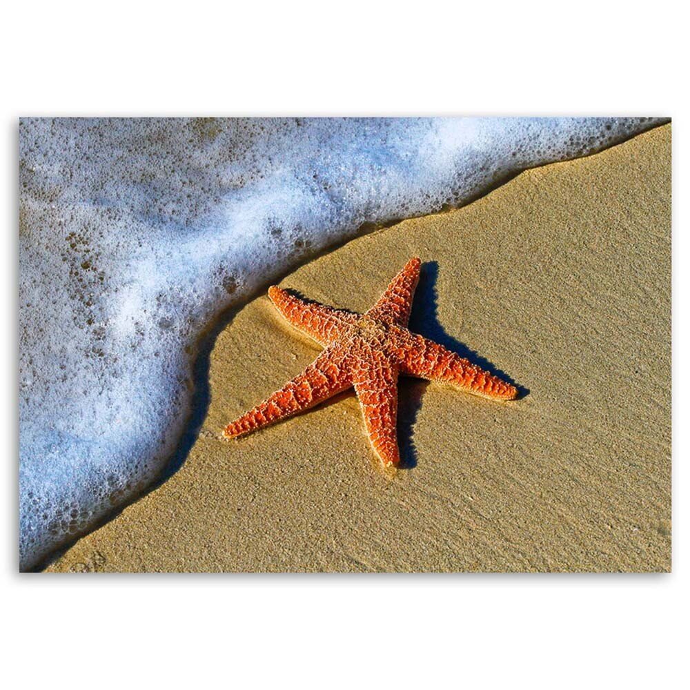 Reprodukcija Oranžinė jūros žvaigždė kaina ir informacija | Reprodukcijos, paveikslai | pigu.lt