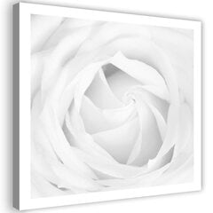 Reprodukcija Balta rožė kaina ir informacija | Reprodukcijos, paveikslai | pigu.lt