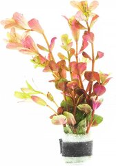 Ротала круглолистная «Апельсиновый сок» - Rotala rotundifolia Orange Juice - Живое аквариумное растение цена и информация | Аквариумные растения и декорации | pigu.lt