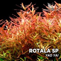 Gyvas akvariumo augalas Rotala sp. Yao Yai kaina ir informacija | Akvariumo augalai, dekoracijos | pigu.lt