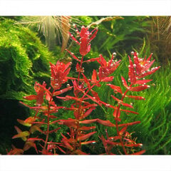 Живое аквариумное растение Ротала макрандра мини - Rotala Macrandra Mini Butterfly цена и информация | Аквариумные растения и декорации | pigu.lt