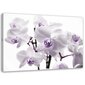 Reprodukcija Balta ir violetinė orchidėja kaina ir informacija | Reprodukcijos, paveikslai | pigu.lt
