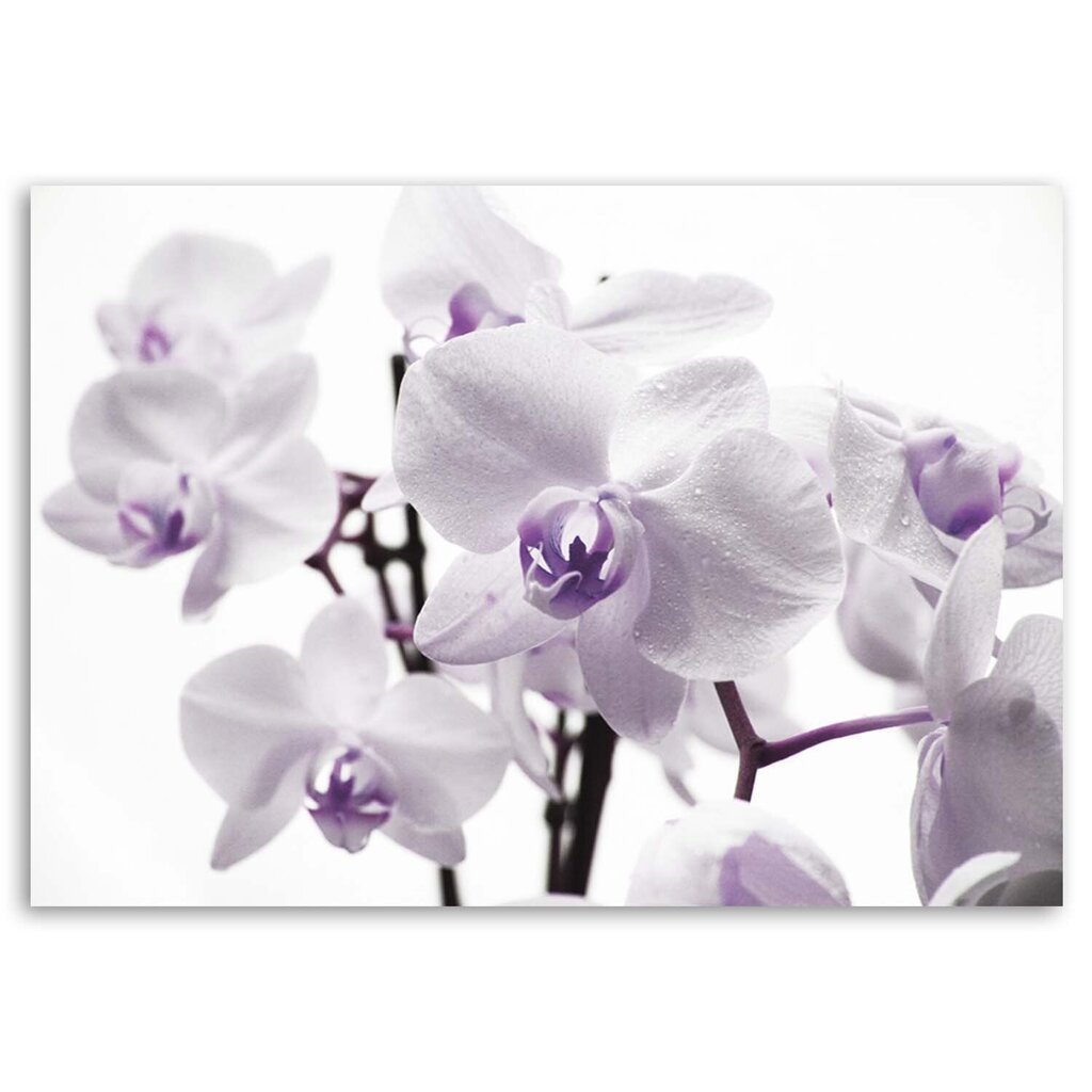 Reprodukcija Balta ir violetinė orchidėja kaina ir informacija | Reprodukcijos, paveikslai | pigu.lt