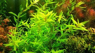 Живое аквариумное растение Ротала узколистная зелёная - Rotala macrandra Green Narrow Leaf цена и информация | Аквариумные растения и декорации | pigu.lt