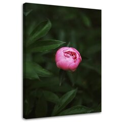 Reprodukcija Rožinis gėlės pumpuras kaina ir informacija | Reprodukcijos, paveikslai | pigu.lt