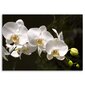Reprodukcija Baltos orchidėjos juodame fone kaina ir informacija | Reprodukcijos, paveikslai | pigu.lt