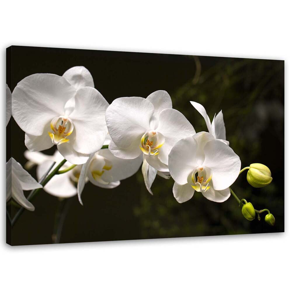 Reprodukcija Baltos orchidėjos juodame fone kaina ir informacija | Reprodukcijos, paveikslai | pigu.lt