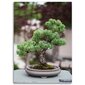 Reprodukcija Bonsai medis kaina ir informacija | Reprodukcijos, paveikslai | pigu.lt