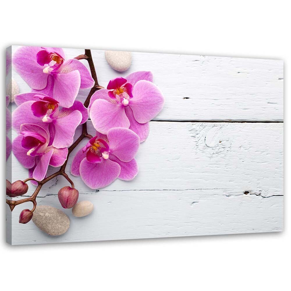Paveikslas Rožinė orchidėja ir pumpurai kaina ir informacija | Reprodukcijos, paveikslai | pigu.lt