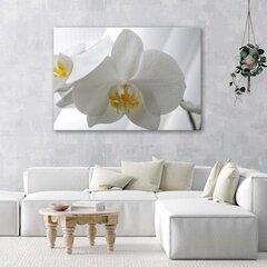 Paveikslas Baltos orchidėjos su geltonu centru kaina ir informacija | Reprodukcijos, paveikslai | pigu.lt
