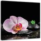 Paveikslas Žydi orchidėjos zenas kaina ir informacija | Reprodukcijos, paveikslai | pigu.lt