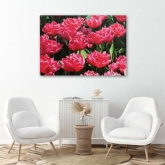 Paveikslas Rožinės tulpės sode kaina ir informacija | Reprodukcijos, paveikslai | pigu.lt