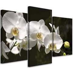 Trijų dalių reprodukcija Balta orchidėja juodame fone kaina ir informacija | Reprodukcijos, paveikslai | pigu.lt