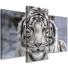 Trijų dalių reprodukcija Baltas tigras žiemą kaina ir informacija | Reprodukcijos, paveikslai | pigu.lt