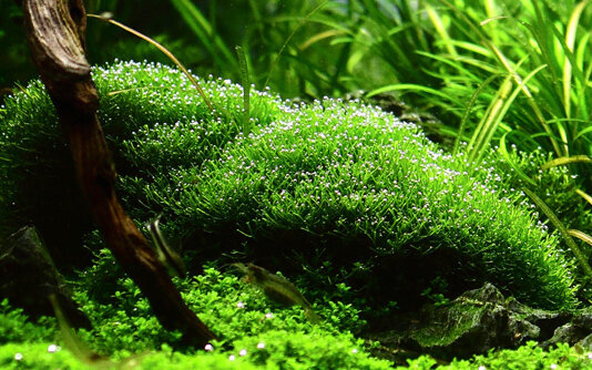 Gyvas akvariumo augalas Riccia fluitans цена и информация | Akvariumo augalai, dekoracijos | pigu.lt