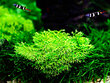 Gyvas akvariumo augalas Riccia fluitans цена и информация | Akvariumo augalai, dekoracijos | pigu.lt