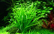 Gyvas akvariumo augalas Helanthium tenelllum Green kaina ir informacija | Akvariumo augalai, dekoracijos | pigu.lt