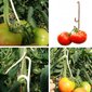 Plastikiniai kabliukai pomidorams Iso Trade , 50 vnt. kaina ir informacija | Sodo įrankiai | pigu.lt