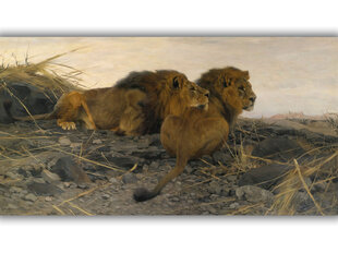 Reprodukcija Liūtai Sargyboje (Wilhelm Kuhnert), 60x30 cm kaina ir informacija | Reprodukcijos, paveikslai | pigu.lt