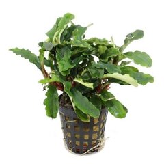 Живое аквариумное растение Bucephalandra Green Velvet цена и информация | Аквариумные растения и декорации | pigu.lt