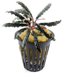Живое аквариумное растение Bucephalandra sp. Black Catherina цена и информация | Аквариумные растения и декорации | pigu.lt