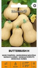 Muskusiniai moliūgai Butterbush H Žalia stotelė kaina ir informacija | Daržovių, uogų sėklos | pigu.lt
