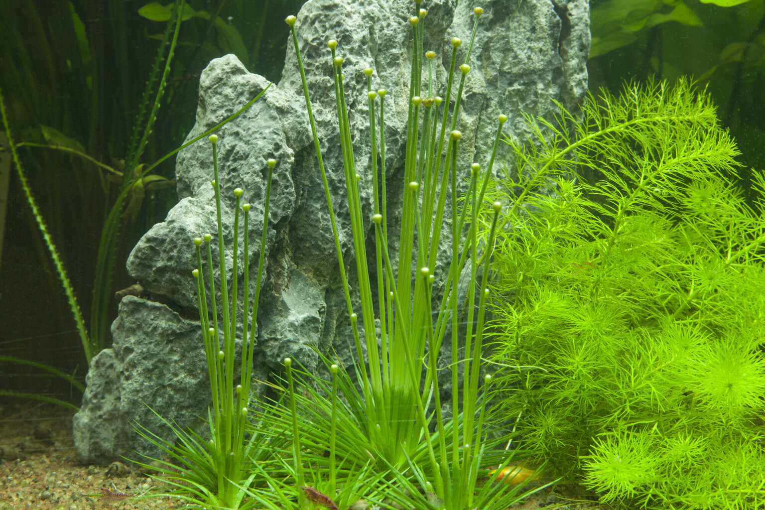 Gyvas akvariumo augalas Eriocaulon cinereum цена и информация | Akvariumo augalai, dekoracijos | pigu.lt