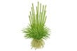 Gyvas akvariumo augalas Eriocaulon cinereum kaina ir informacija | Akvariumo augalai, dekoracijos | pigu.lt
