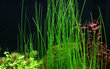 Gyvas akvariumo augalas Eleocharis montevidensis kaina ir informacija | Akvariumo augalai, dekoracijos | pigu.lt