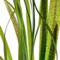 Gyvas akvariumo augalas Vallisneria spiralis Tiger цена и информация | Akvariumo augalai, dekoracijos | pigu.lt