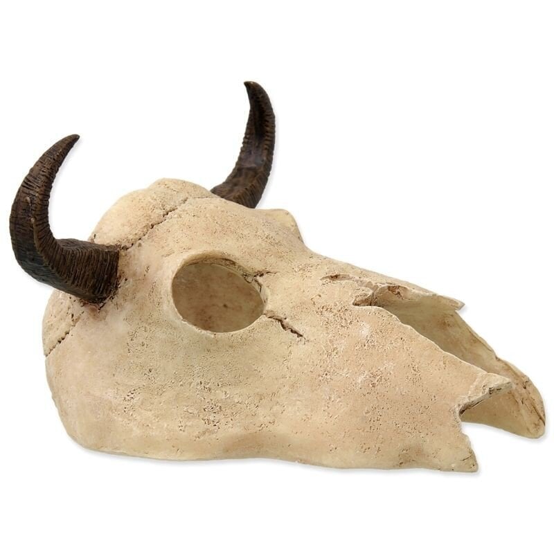 Dekoracija terariumams Buivolo kaukolė, 12,5x11,8x8 cm kaina ir informacija | Prekės egzotiniams gyvūnams  | pigu.lt