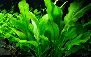 Живое аквариумное растение Эхинодорус Блехера / Эхинодорус Паникулатус - Echinodorus bleheri  цена и информация | Аквариумные растения и декорации | pigu.lt