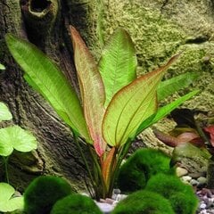 Живое аквариумное растение Эхинодорус Глаз Дьявола - Echinodorus Devils Eye цена и информация | Аквариумные растения и декорации | pigu.lt