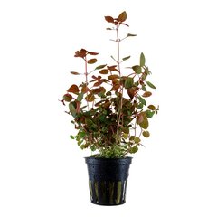 Живое аквариумное растение -Ludwigia sp. "Mini Super Red" цена и информация | Аквариумные растения и декорации | pigu.lt