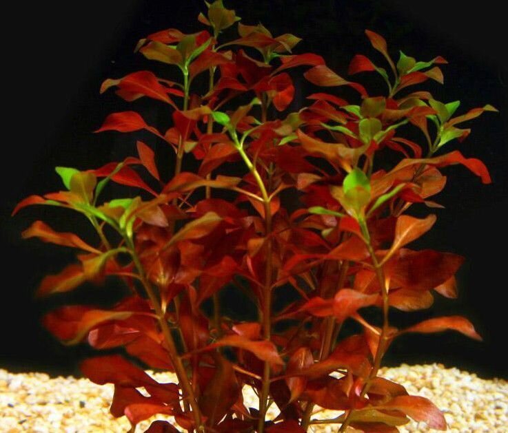 Gyvas akvariumo augalas Ludwigia repens Diamond Red цена и информация | Akvariumo augalai, dekoracijos | pigu.lt