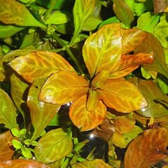 Живое аквариумное растение -Ludwigia sp. 'Dark Orange' ('Atlantis') цена и информация | Аквариумные растения и декорации | pigu.lt