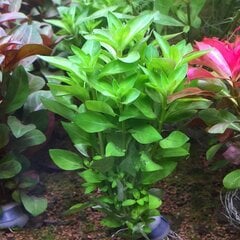 Живое аквариумное растение Ludwigia palustris Green цена и информация | Аквариумные растения и декорации | pigu.lt