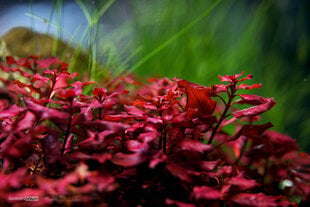 Живое аквариумное растение Ludwigia palustris Red  цена и информация | Аквариумные растения и декорации | pigu.lt