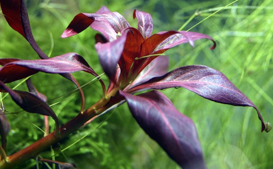 Gyvas akvariumo augalas Ludwigia glandulosa, 1 vnt. цена и информация | Akvariumo augalai, dekoracijos | pigu.lt