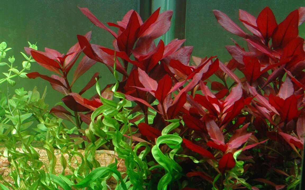 Gyvas akvariumo augalas Ludwigia repens Rubin, 1 vnt. kaina ir informacija | Akvariumo augalai, dekoracijos | pigu.lt
