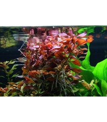 Живое аквариумное растение Ludwigia sp. Mesacana  цена и информация | Аквариумные растения и декорации | pigu.lt