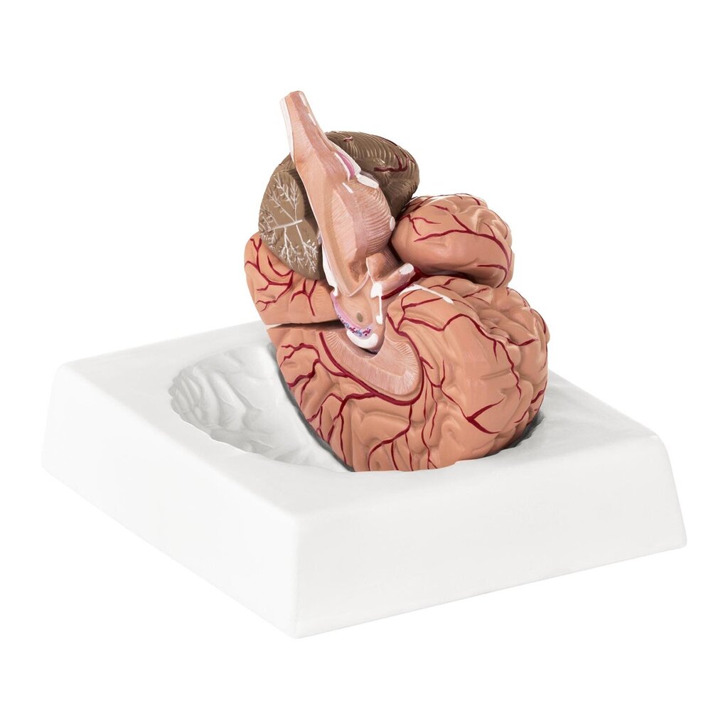 Anatominis žmogaus smegenų modelis, 9 d., 1:1, 10095201 цена и информация | Lavinamieji žaislai | pigu.lt