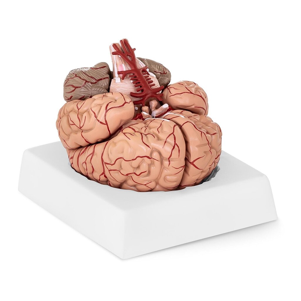 Anatominis žmogaus smegenų modelis, 9 d., 1:1, 10095201 цена и информация | Lavinamieji žaislai | pigu.lt